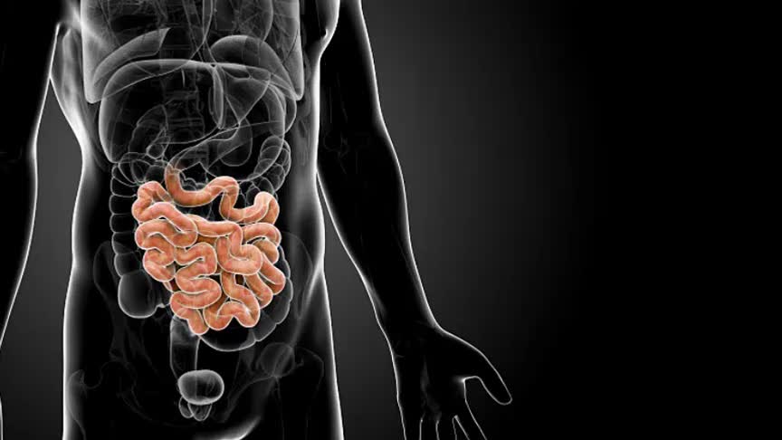 4.2.7 食物的吸收