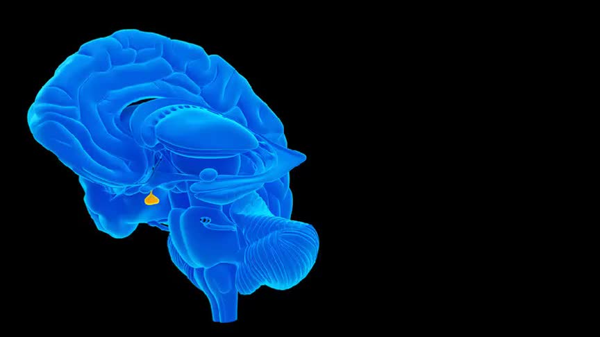 4.6.9 垂体和甲状腺的激素调节