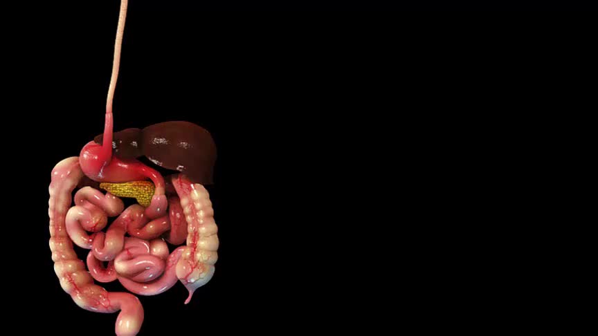 4.2.6 食物的消化