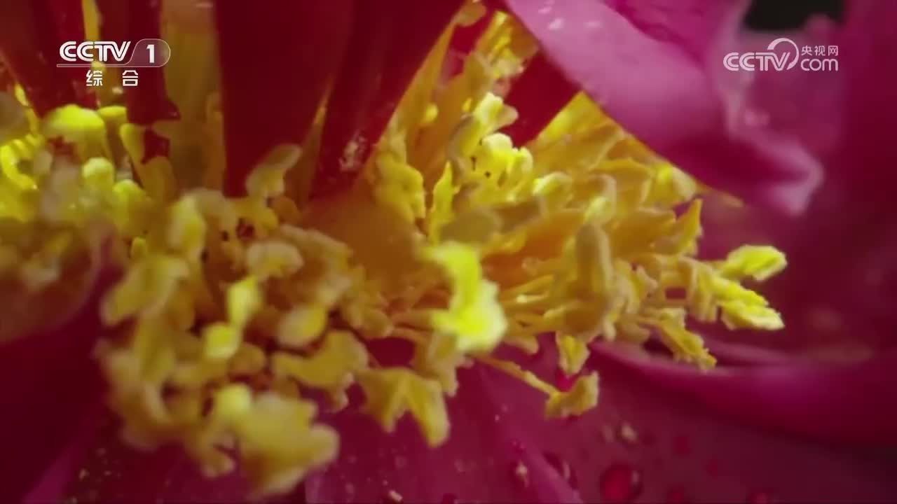 第4集 药中国老