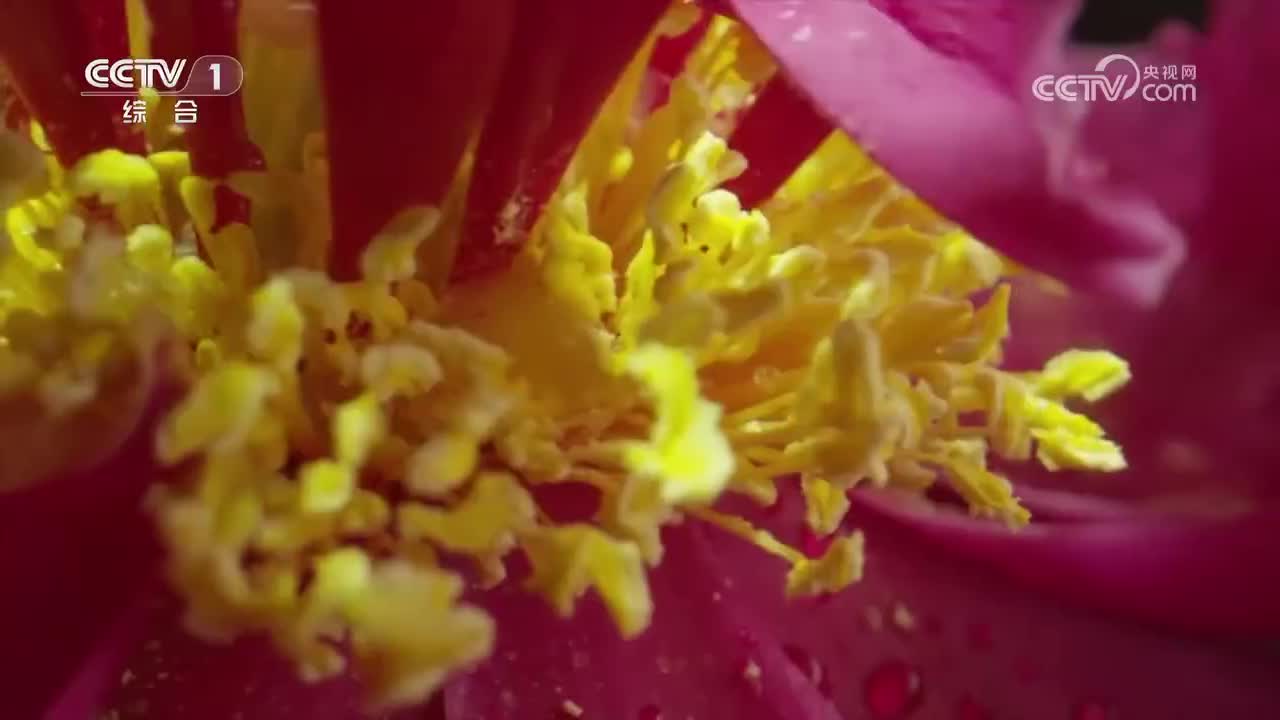 第8集 南山有杞