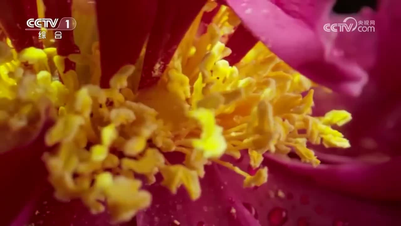 第1集 瑞草之首