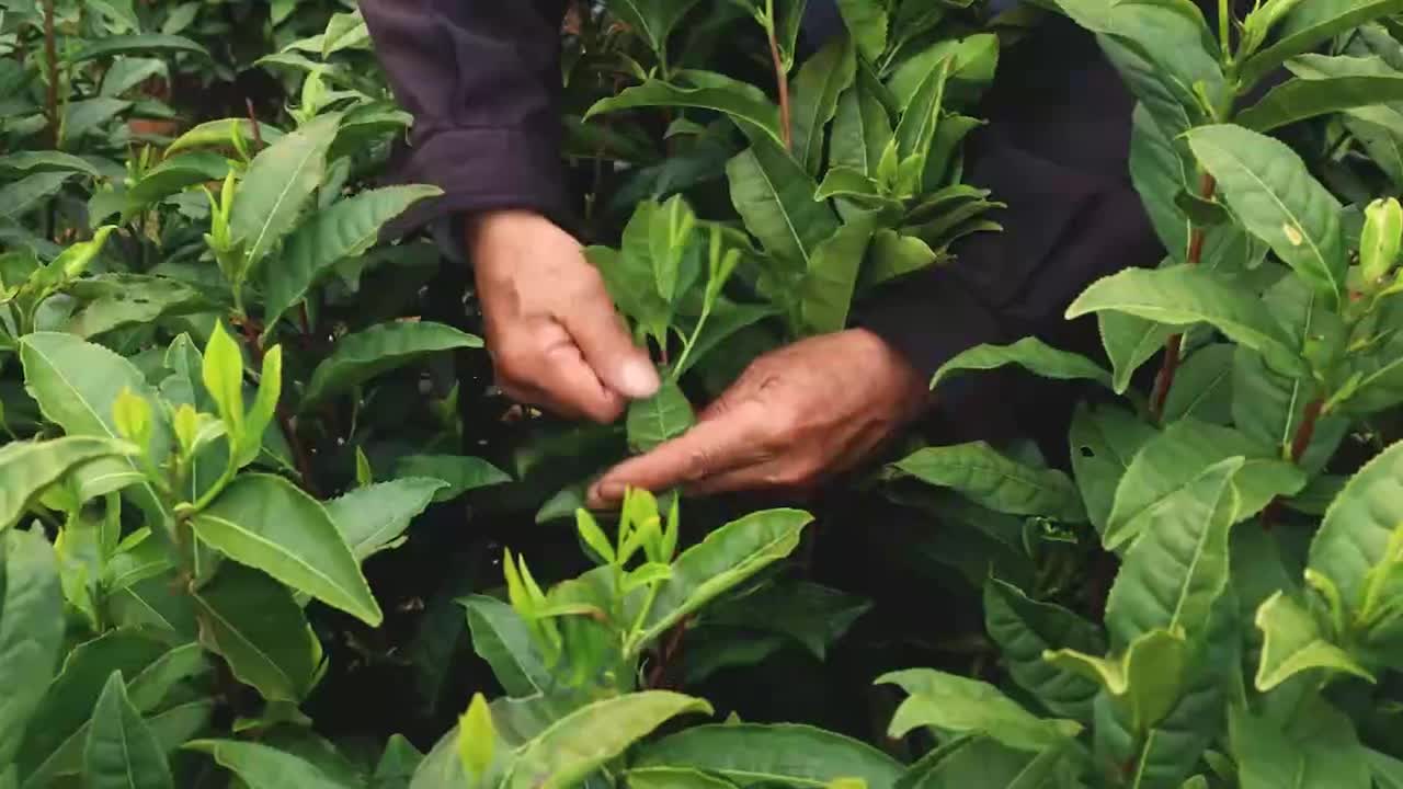 “非遗新形态”— 数字科技让茶香“传”开来