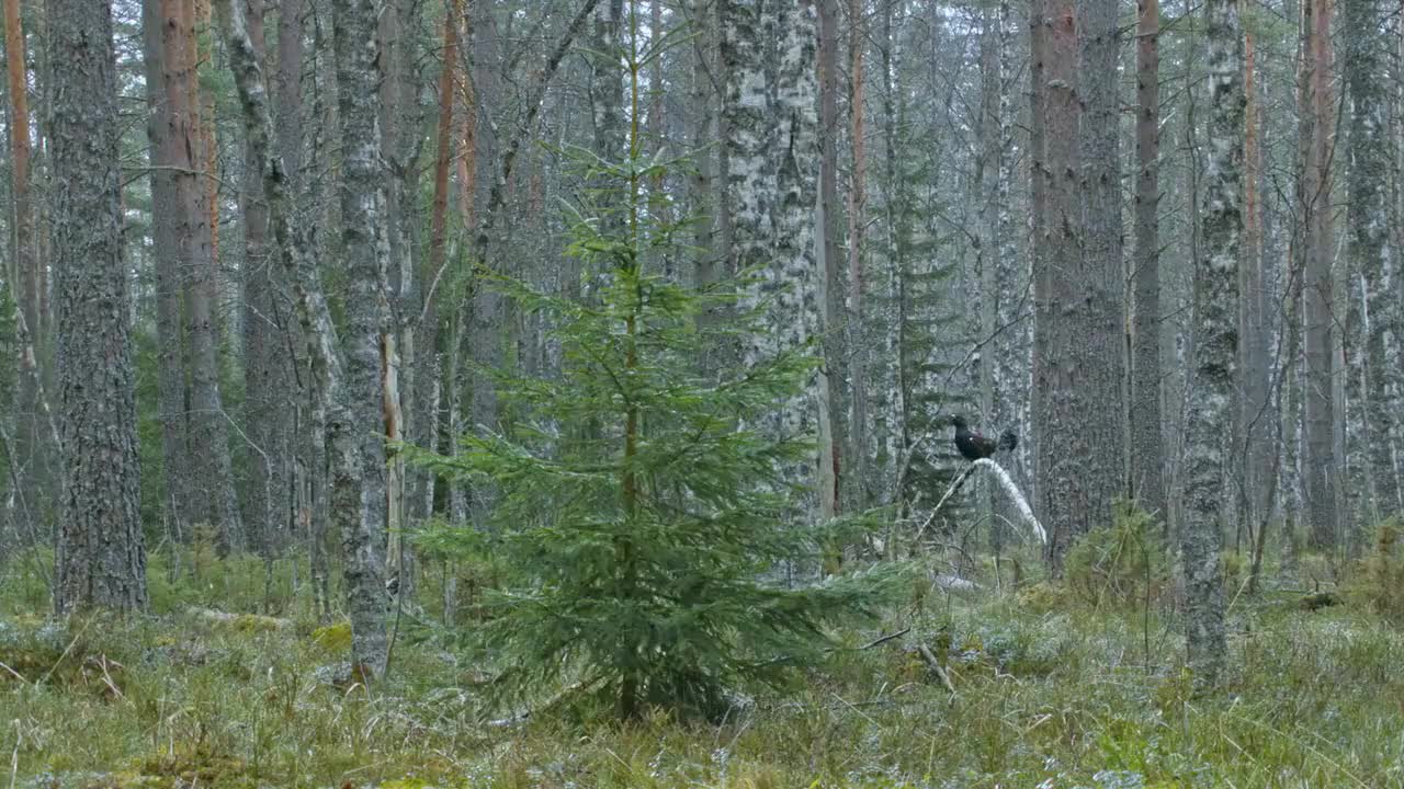 伏尔加河野性国度 大河诞生 8