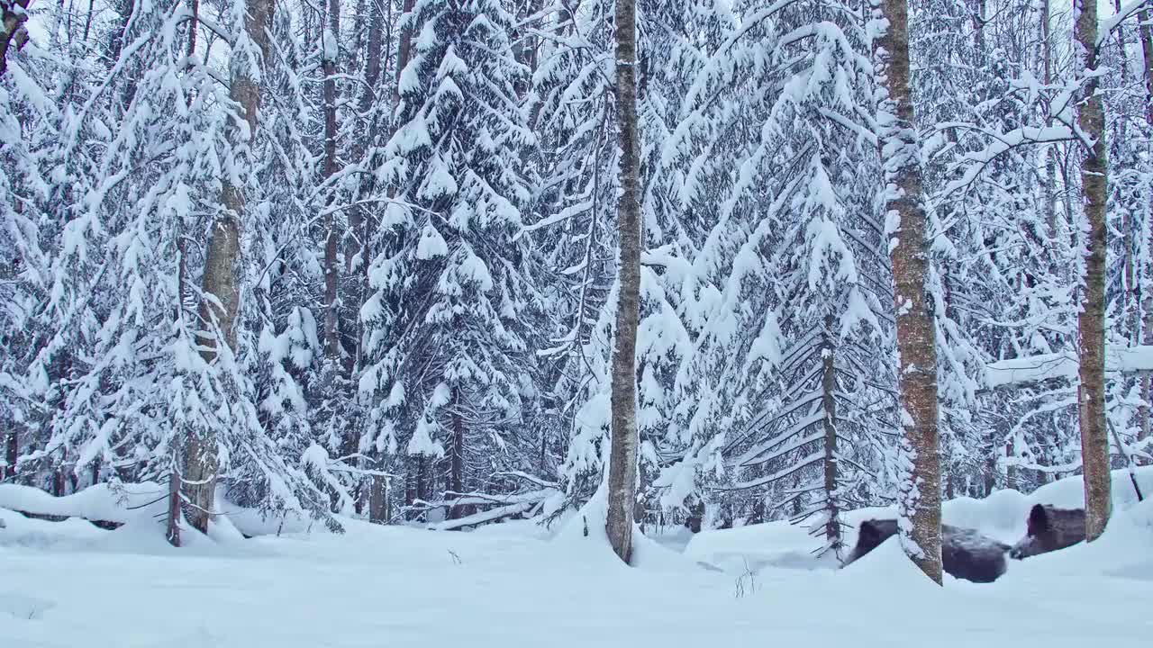 伏尔加河野性国度 大河诞生 6