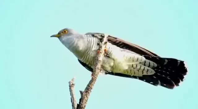 子规在古诗词里的典故