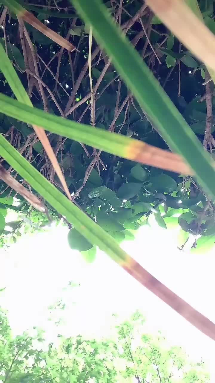 艺艺_250418_163701