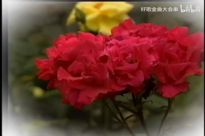 羞答答的玫瑰静悄悄地开