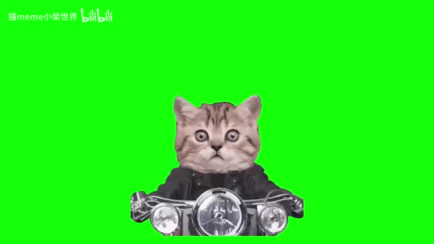 16.正面骑摩托猫（有声）