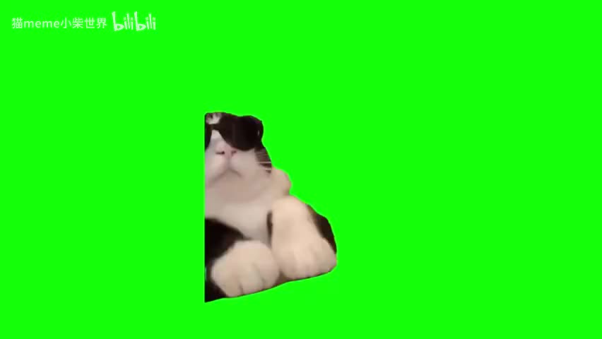 52.酷酷小猫敲键盘（有声）