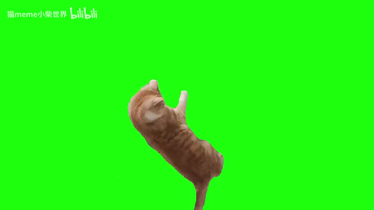 13.摇头橘猫（无声）