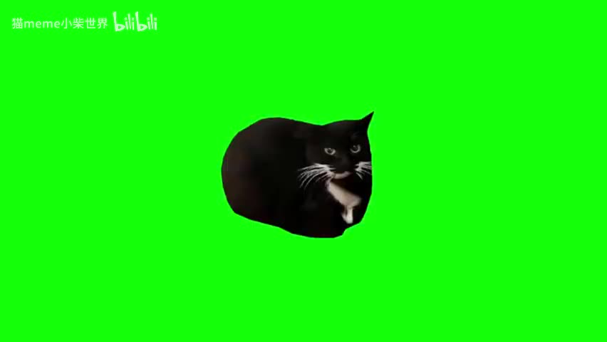 29.臭猫摇晃（有声）