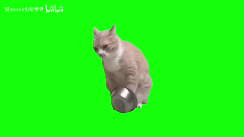 28.敲碗猫猫（有声）