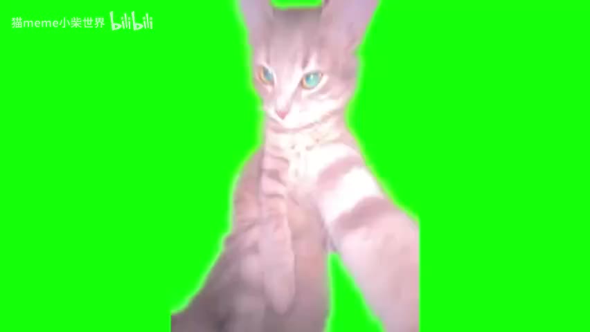 26.自拍猫猫（有声）