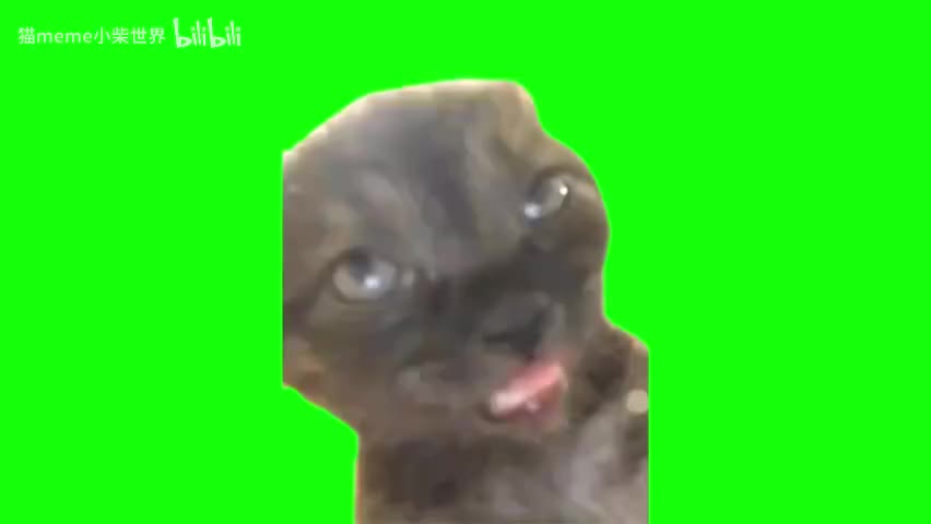 61.吐舌昏迷黑猫（有声）