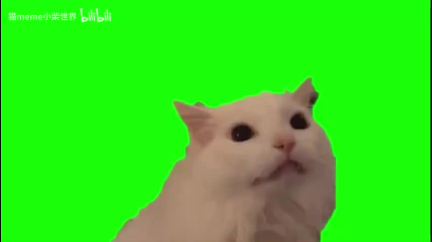 仰头怒吼白猫（有声）（凑时间，有黑屏）