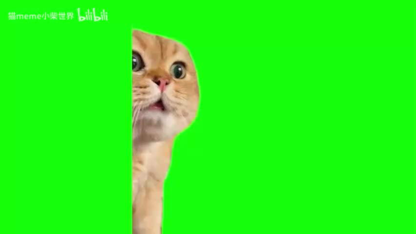 36.质问猫（有声）