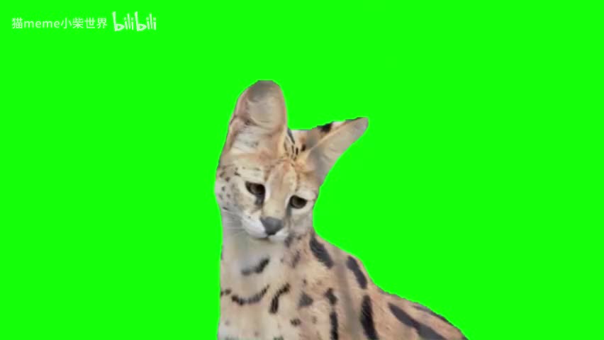 45.忧伤的薮猫（有声）