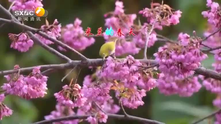 百家碎戏(2025-06-26) - 陕西网络广播电视台