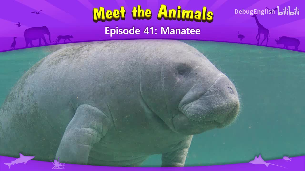 041.Manatee.1080p