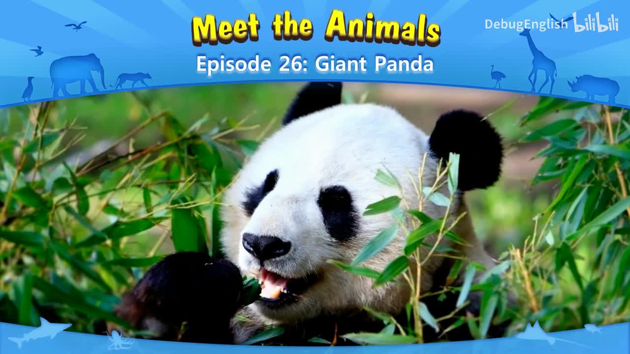 026.Giant Panda