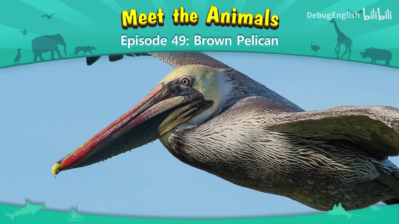 049.Brown Pelican.1080p