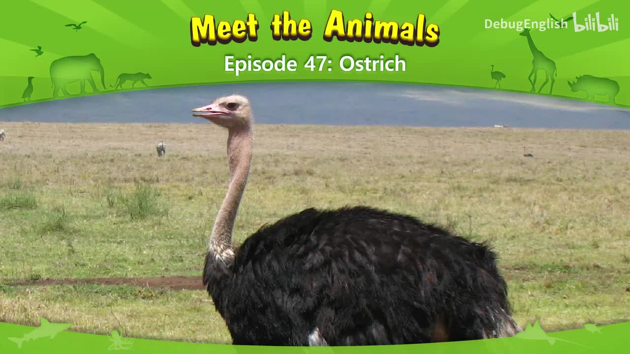 047.Ostrich.1080p