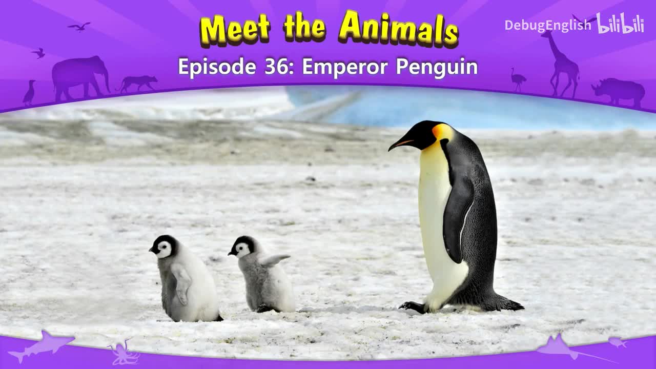 036.Emperor Penguin