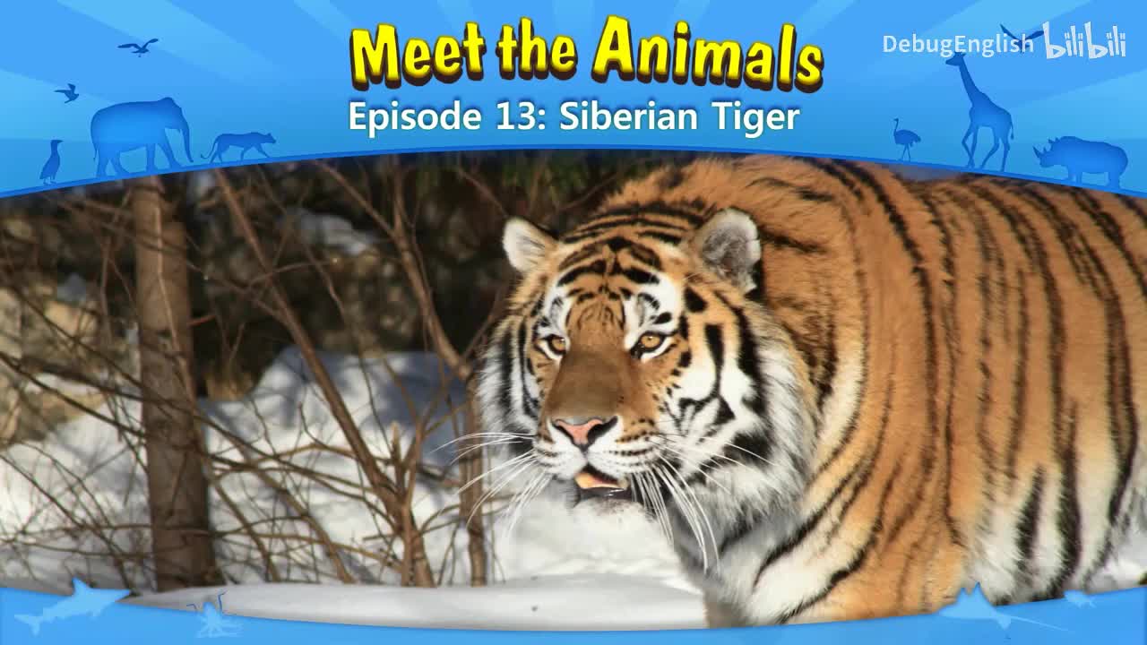 013.Siberian Tiger