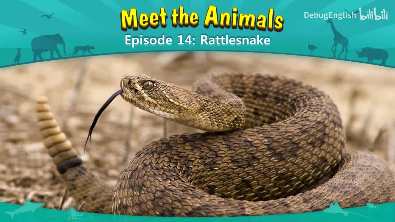 014.Rattlesnake