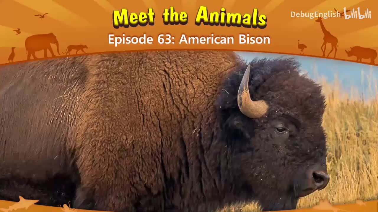 063.American Bison