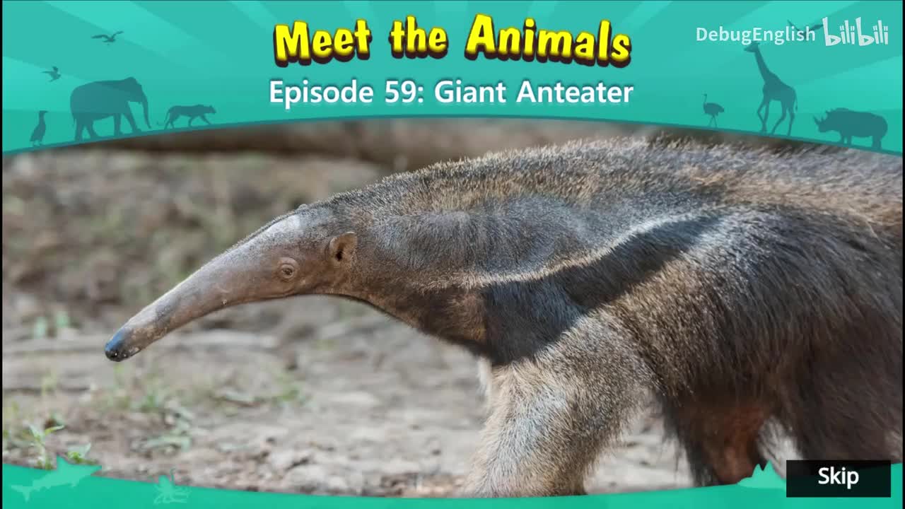 059.Meet the Animals 59_Giant Anteater