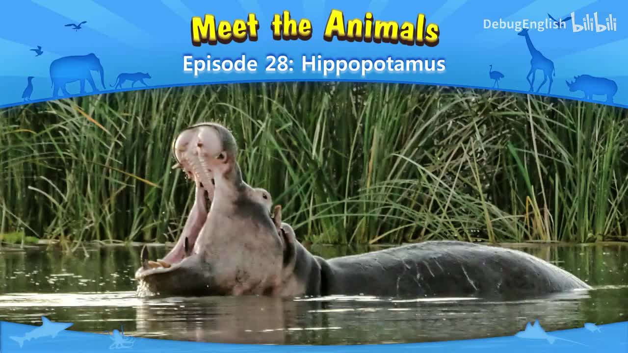 028.Hippopotamus
