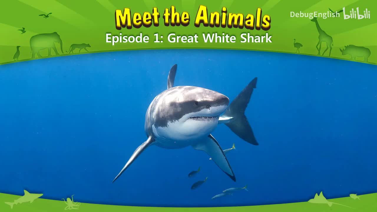 001.Great White Shark