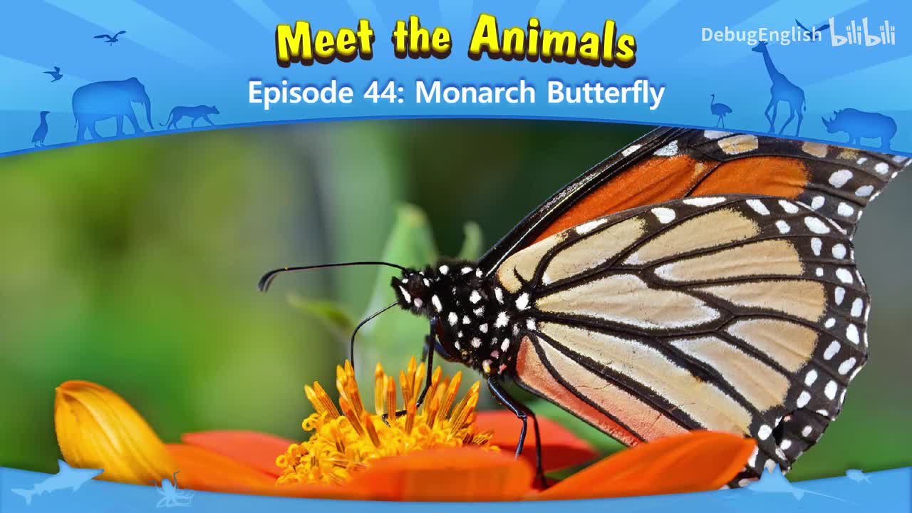 044.Monarch Butterfly.1080p