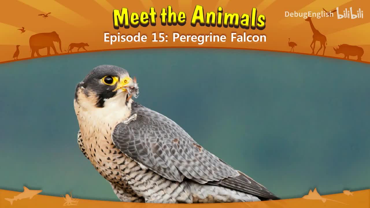 015.Peregrine Falcon
