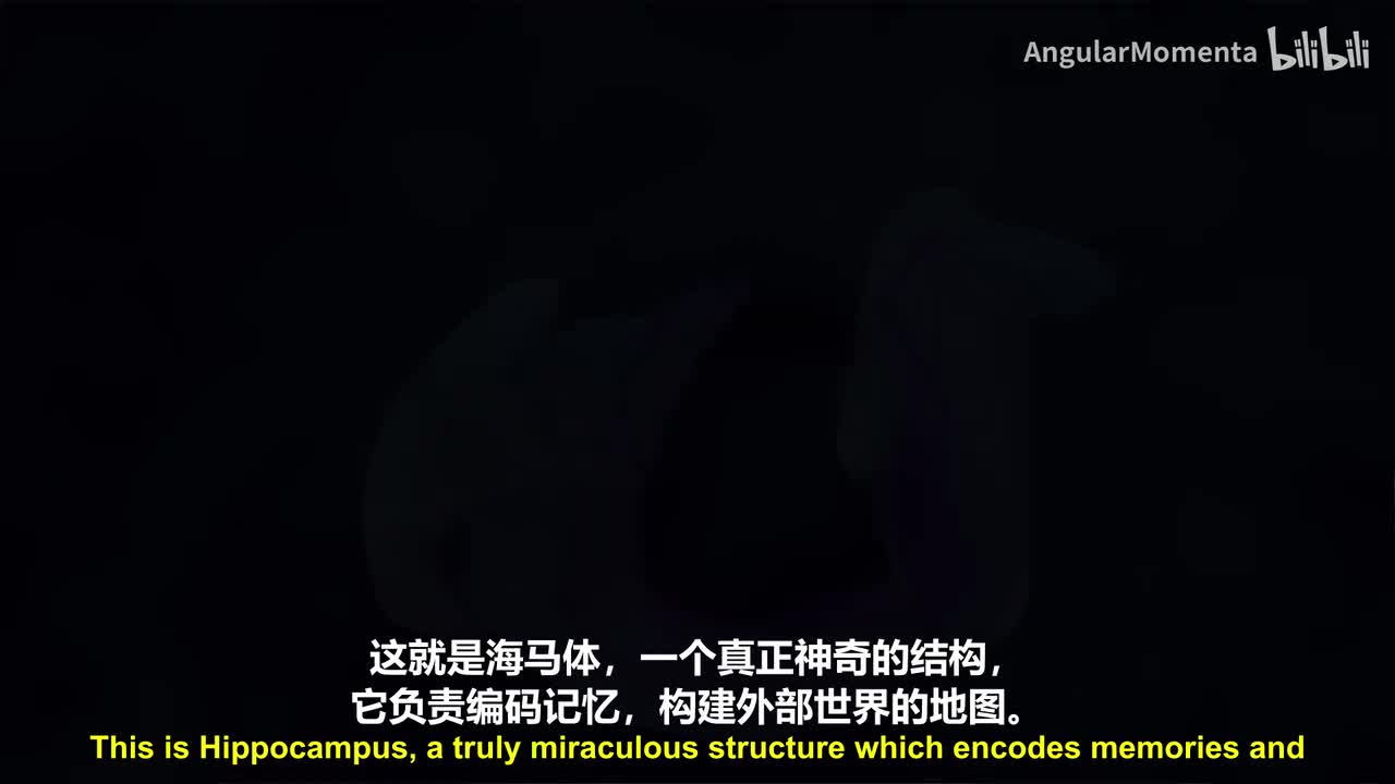 【英语】06 Theta节律：记忆时钟