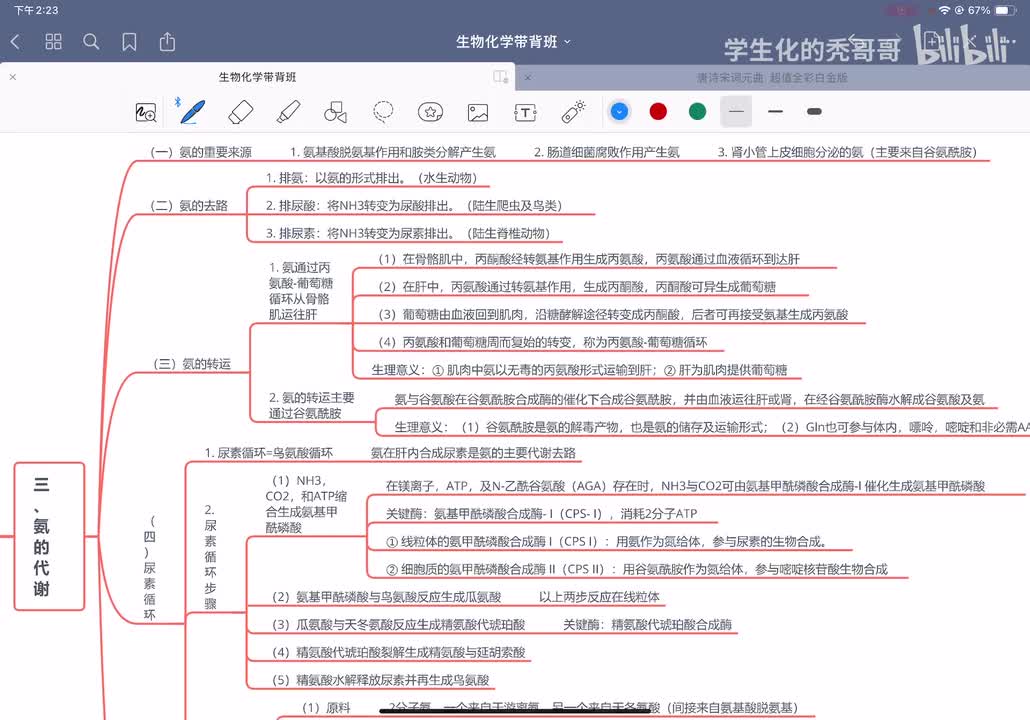19：蛋白质降解和氨基酸的分解代谢02