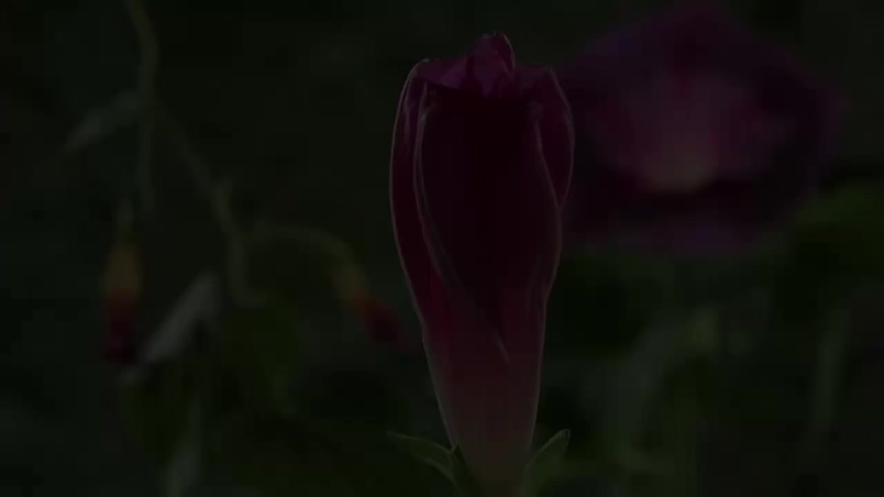 三年级（下） 07.嘘！听，花开的声音：《花钟》