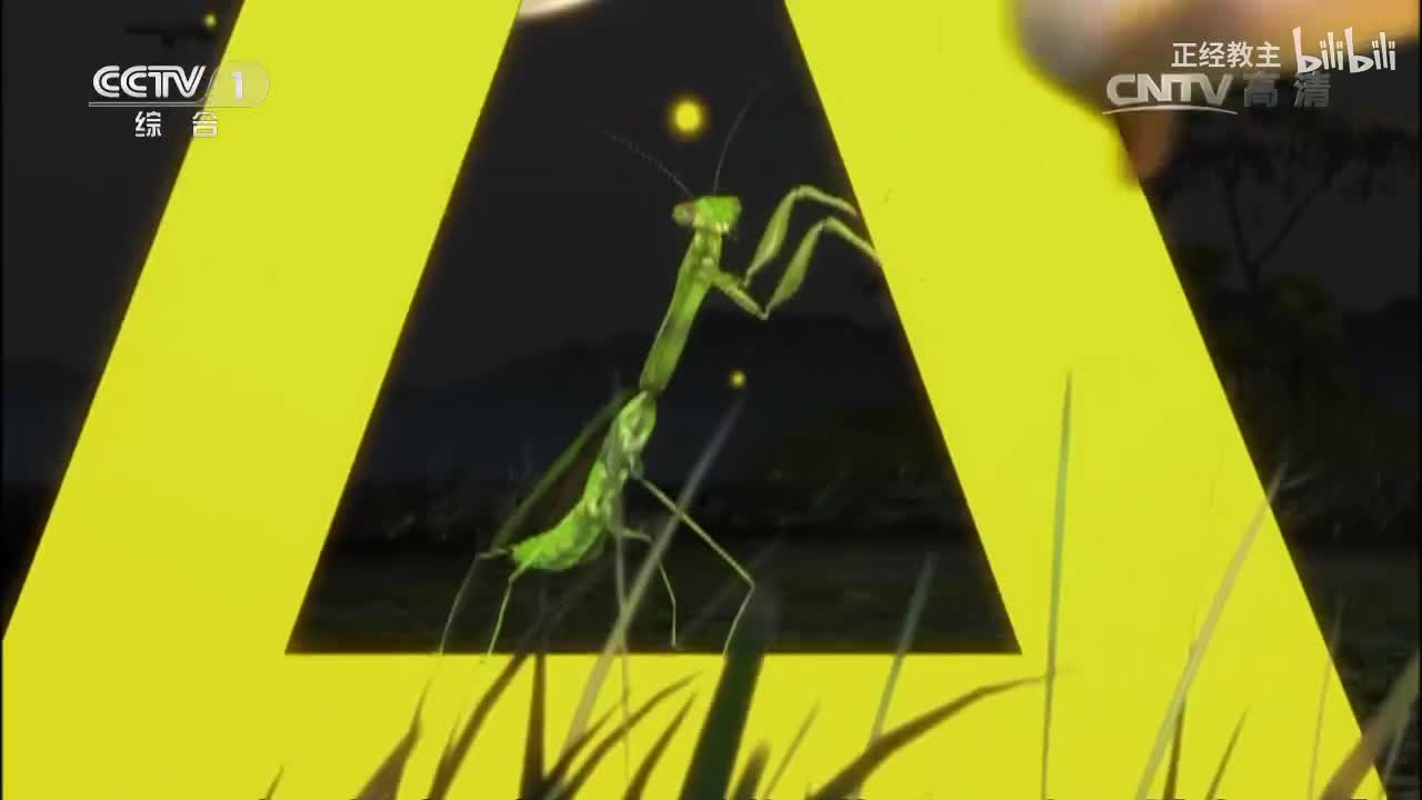 《动物世界》 20170403 狮豹异族情[超清版]