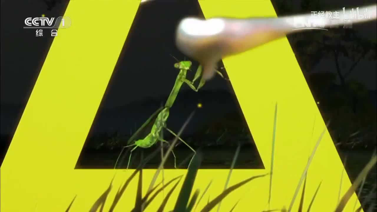 《动物世界》 20170423 神秘的狮子女王[超清版]