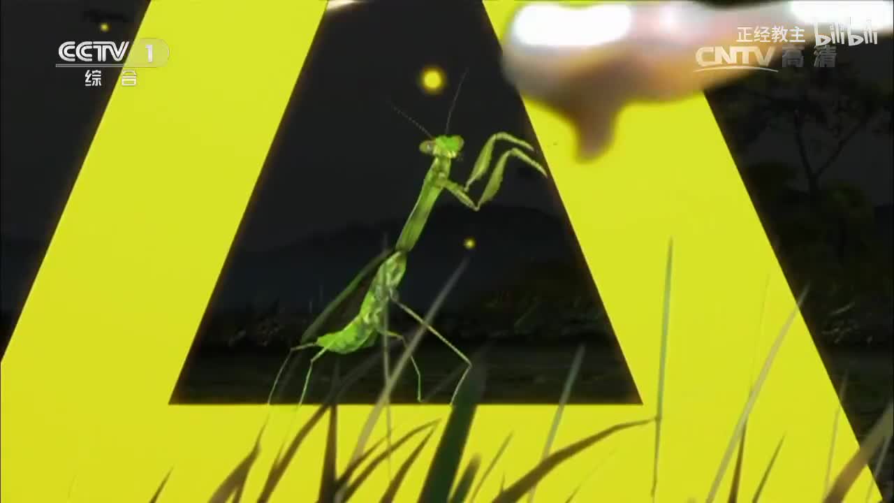 《动物世界》 20170415 火山口狮群大作战[超清版]