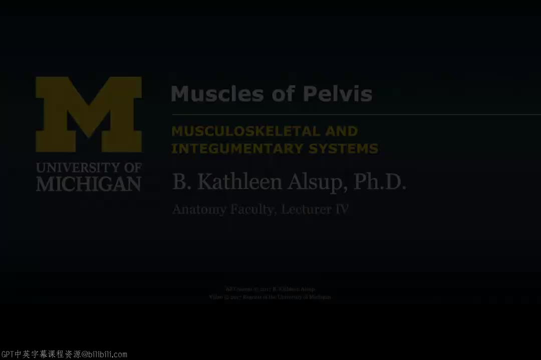 59_盆部肌肉.zh_en