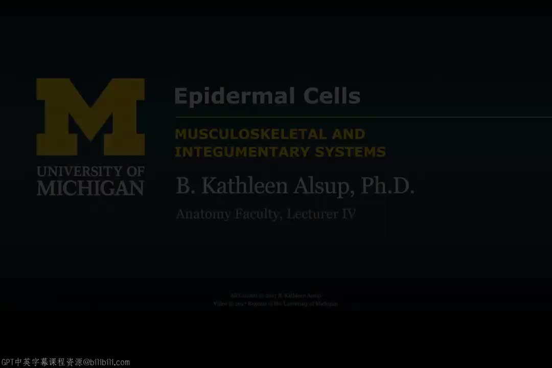 69_表皮细胞.zh_en