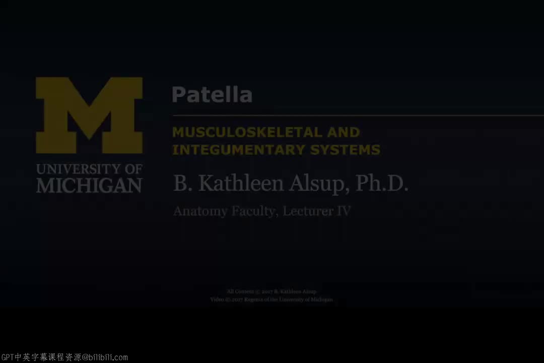 31_下肢骨：髌骨.zh_en
