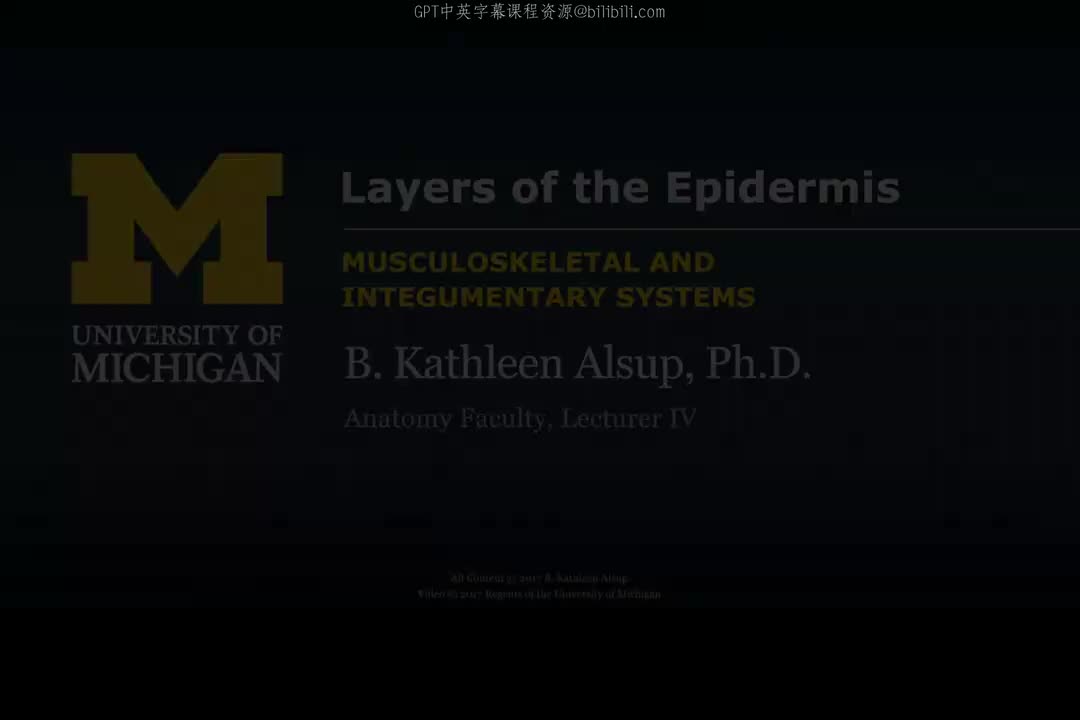 70_表皮层结构.zh_en