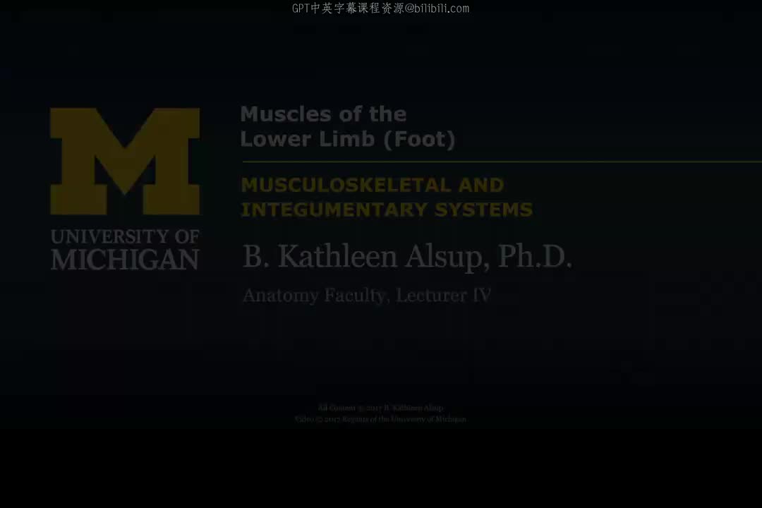 66_下肢肌肉：足部.zh_en