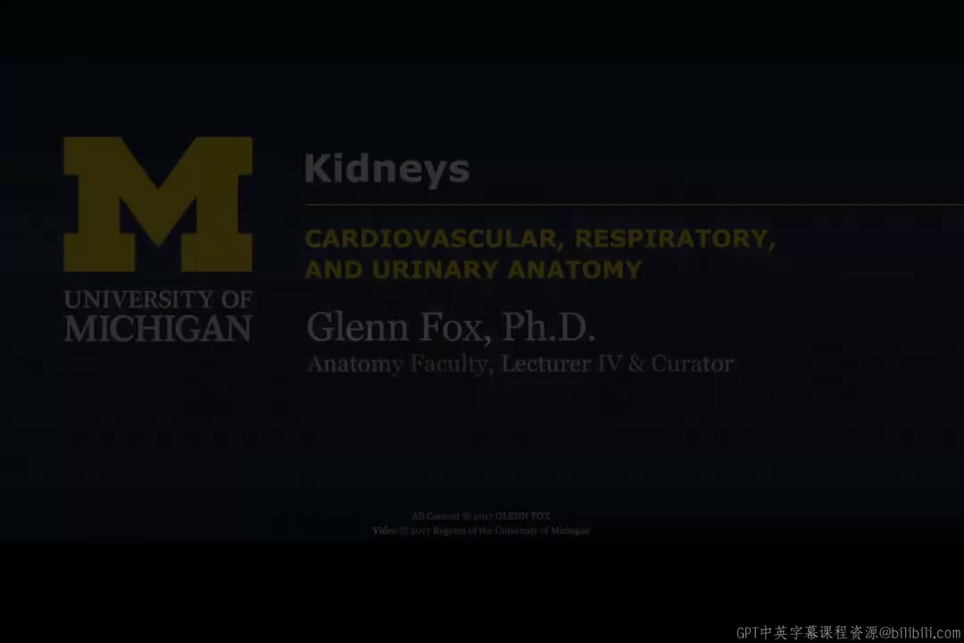 31_肾脏.zh_en