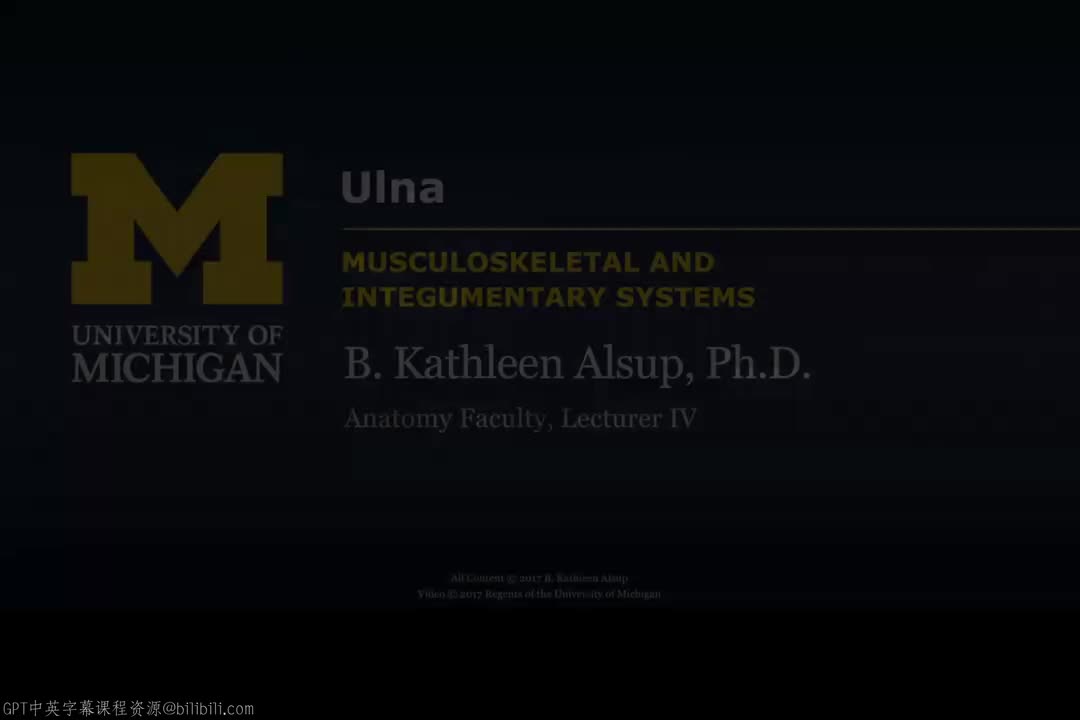 26_上肢骨：尺骨.zh_en