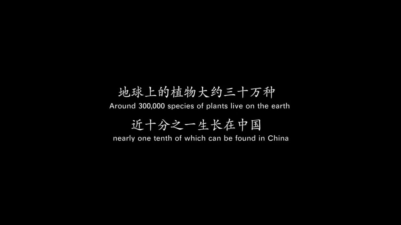 影响世界的中国植物.1080P.08